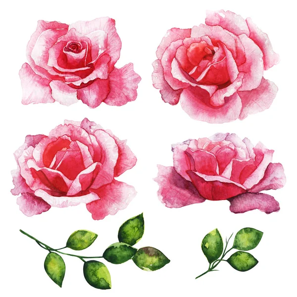 Set Vörös Rózsa Gyönyörű Virág Egy Elszigetelt Fehér Háttér Akvarell — Stock Fotó