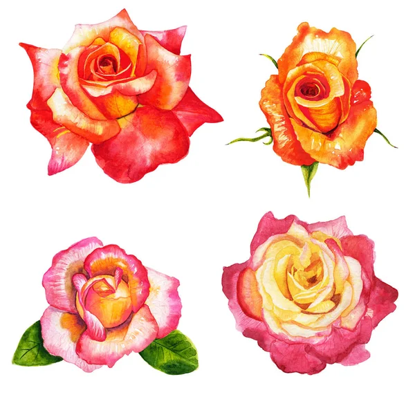 Set Vörös Rózsa Gyönyörű Virág Egy Elszigetelt Fehér Háttér Akvarell — Stock Fotó