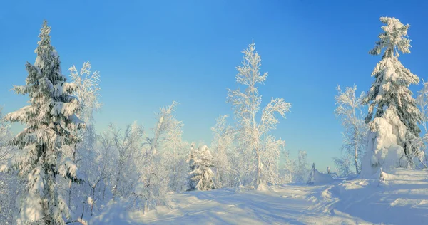 Paesaggio panoramico invernale con abeti ghiacciati. Foresta di ghiaccio con alberi ricoperti di neve sulla natura. — Foto Stock