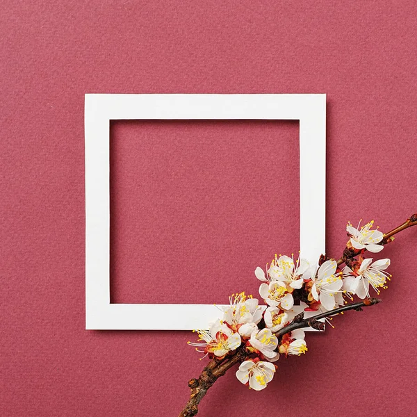 バーガンディの背景に花の白いフレームとアプリコットの枝 記念日や結婚式の招待状のためのフレーム 春のコンセプト — ストック写真