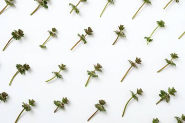 Beyaz zemin üzerinde yeşil bitkiler olan minimum doğal desen - doğa ve büyüme kavramı - modern minimal düz yatıyordu