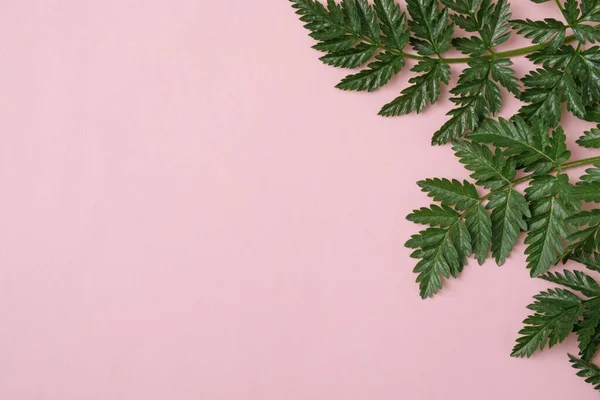 Feuilles Vertes Sur Fond Rose Pastel Avec Espace Copie Modèle — Photo