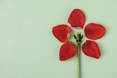 Yeşil arka plandaki lale yaprakları başka bir çiçek ve kopyalama alanı şeklinde düzenlenir. Bahar ve festival etkinliği veya yıldönümü daveti için en az yaratıcı kavram.