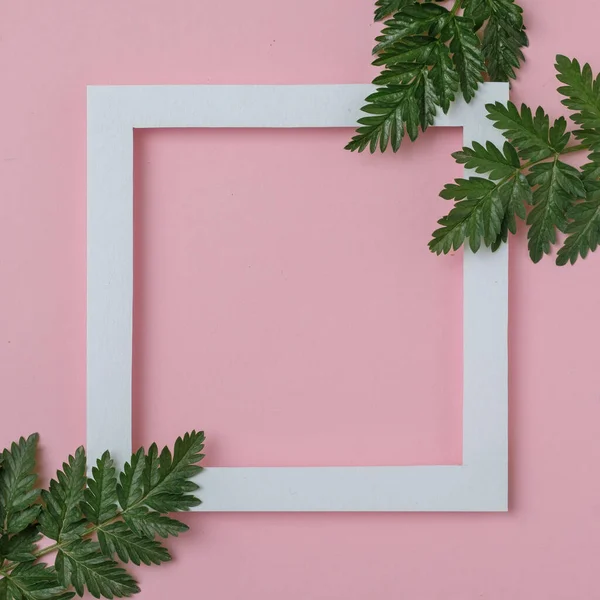 Fehér Keret Másolási Hellyel Zöld Növények Ágaival Rózsaszín Alapon Természetes — Stock Fotó