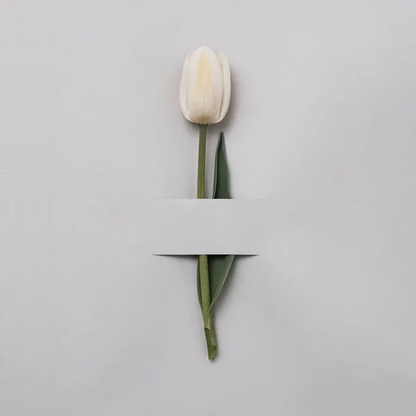 Tulipán Blanco Sobre Fondo Gris Para Una Invitación Festiva Flor Fotos de stock