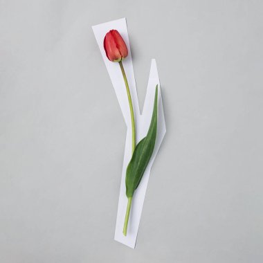 Gri arka planı ve üst manzarası olan kırmızı bir lale. Çiçek arka plandan kesilmiş gibi görünüyor ve beyaz bir kenarı var. Modern ticaret kavramı.