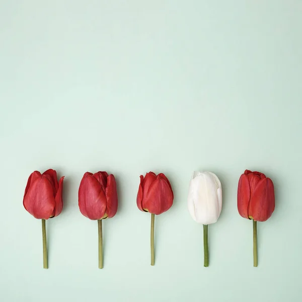 แถวของดอกท แดงบนพ นหล ยวและดอกไม งเป ขาวและแตกต างก นในส จากคนอ แนวค — ภาพถ่ายสต็อก