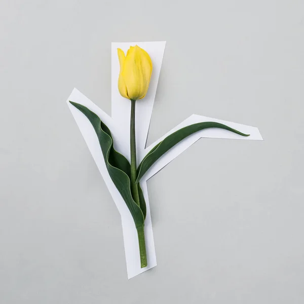 Tulipa Amarela Sobre Fundo Cinza Afiado Com Papel Branco Como — Fotografia de Stock