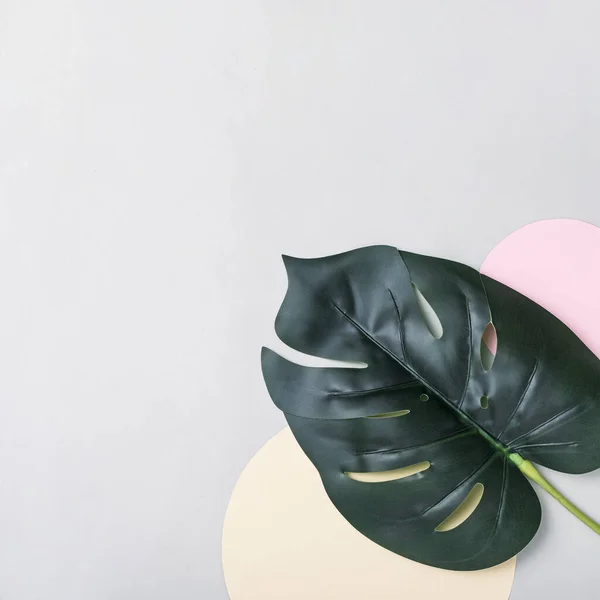 Monstera ยวหน งใบบนพ นหล เทาและสองวงกลมพาสเทลท กระดาษและส าเนาพ าหร อความหร อความและพ — ภาพถ่ายสต็อก