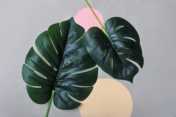 Bir Canavar Bitkisinin Yeşil Yaprakları Kağıttan Iki Renkli Daire Yaratıcı — Stok fotoğraf