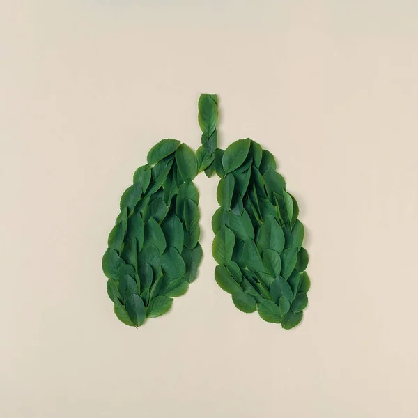 Emberi Tüdő Alakja Zöld Levelekből Áll Egészség Természet Minimális Kreatív — Stock Fotó