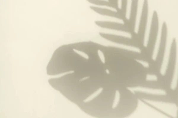 薄黄色の背景にヤシの木の枝の曲線と日光からのモンスターの葉とコピースペースのぼやけた影のシルエット ミニマルトレンドのコンセプト — ストック写真
