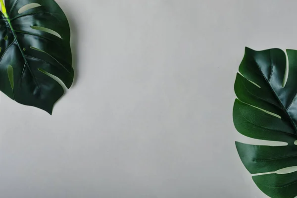 Deux Feuilles Monstera Sur Fond Gris Qui Sont Situées Diagonale — Photo