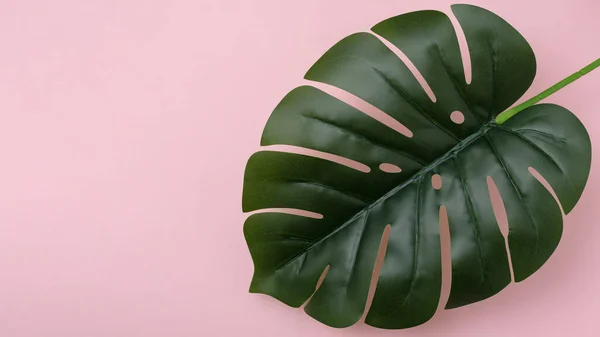 Feuille Fraîche Monstère Tropicale Plante Maison Sur Fond Rose Gros — Photo