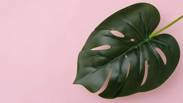 Große Frische Blätter Tropischer Monstera Oder Heimischer Pflanzen Auf Rosa — Stockfoto