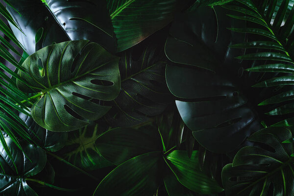 Contemporary paradise tropics and jungle in dark lighting. Trendy dark concept of green leaves and plants for background.