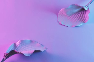 Geleceğin bitki türleri, modern asgari retro tarzı konsept. Geleceğin biyolojisi ve ekolojisi. İki çarşaf ve neon ışığı..