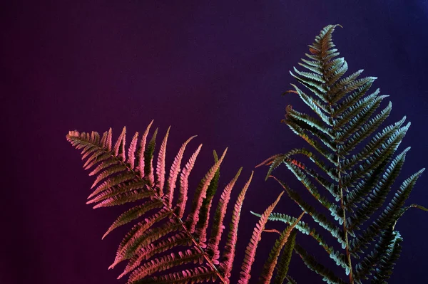 Contemporary Nightlife Illuminated Retro View Fern Illuminated Neon Light Treed — Φωτογραφία Αρχείου