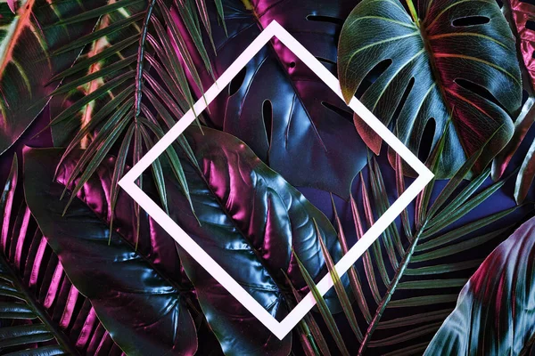 Kreativer Hintergrund Mit Stimmungsvollen Tropischen Pflanzen Und Weißem Rahmen Für — Stockfoto