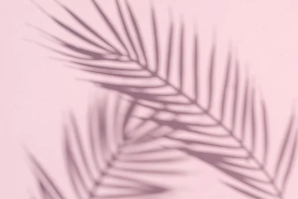 Two curved shadows of a palm tree on a pink background. Minimal modern concept.