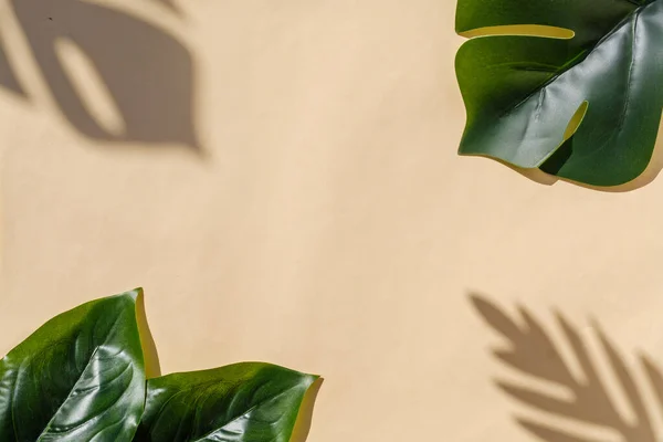 Zeitgenössisches Bild Von Monstera Und Schatten Einer Palme Auf Pastellfarbenem — Stockfoto