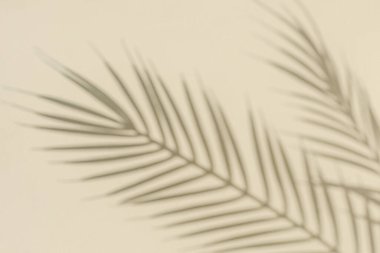 Bulanık siluet ve güneş ışığı ve pastel renk kopyalama alanından gelen palmiye dallarının gölgesi.