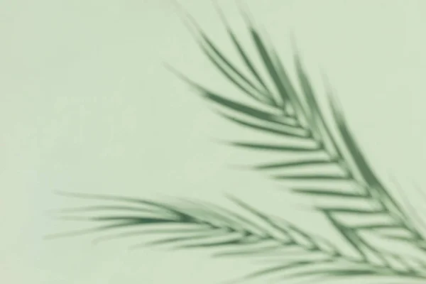 緑の背景に熱帯のヤシの木のぼやけたシルエット サニーサマーミニマリストコンセプト — ストック写真