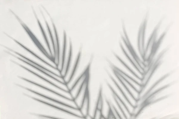 Verschwommene Silhouette Einer Tropischen Palme Und Auf Grauem Hintergrund Modernes — Stockfoto