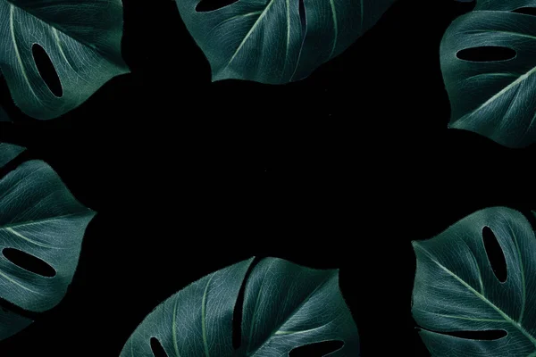 Dschungel Minimales Layout Magische Monsterblätter Regenwald Als Kreatives Muster Und — Stockfoto