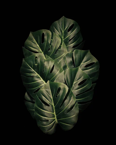 黒を基調とした装飾的な夏の魔法のヤシのモンスターの葉 極小夏抽象ジャングル — ストック写真