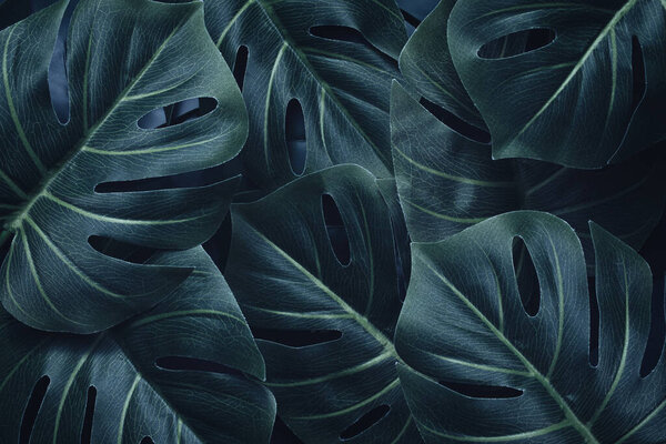 Dramatic contemporary palm event and monstera leaf pattern. Flat lay. Nature concept.