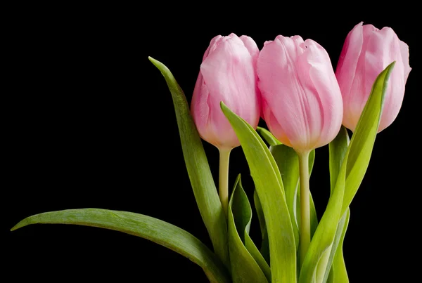 stock image Three tulips