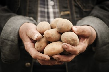 Bir patates holding erkek eller Close-Up