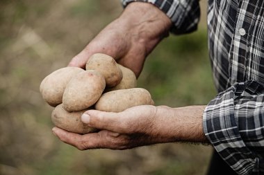 Bir patates holding erkek eller Close-Up