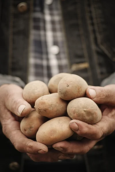 Close-up of male hands holding a potato — Stock Photo, Image