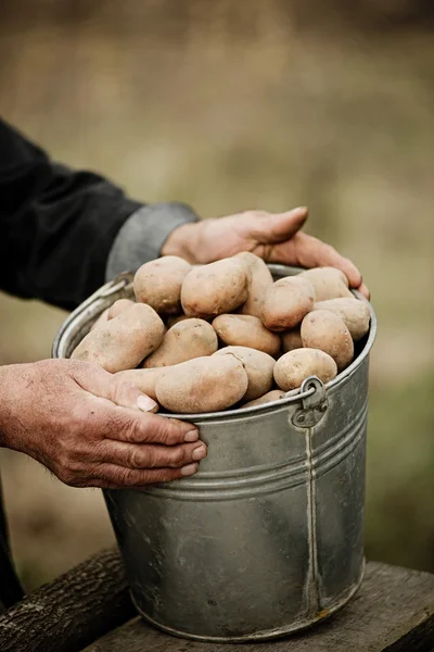Närbild av manliga händer som håller en potatis — Stockfoto