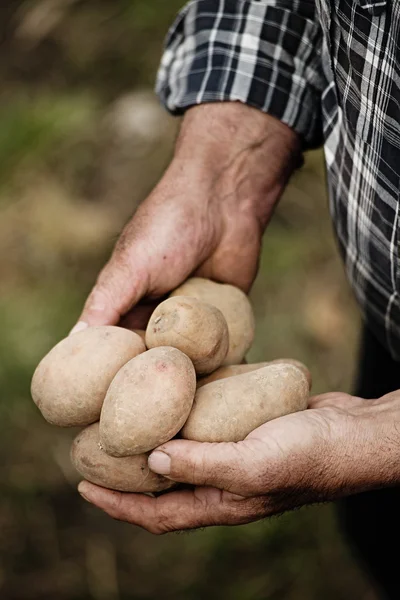 Close-up of male hands holding a potato — Stock Photo, Image