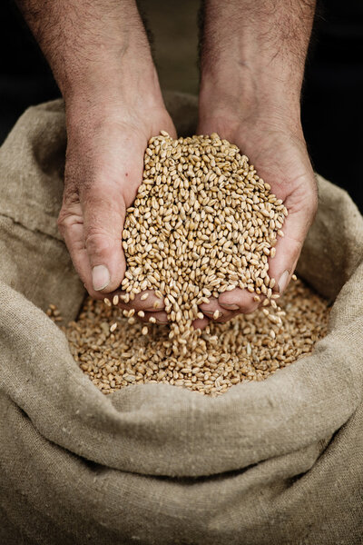 Cloes-up male hands holding grain of wheat