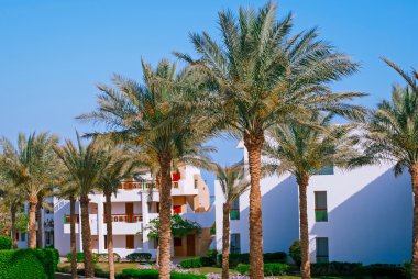 Otel cephe palmiye ağaçları, Mısır ile