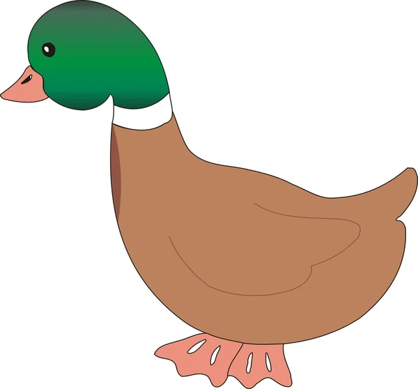 Duck — Stock Photo, Image