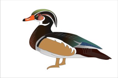 Ördek renkli vahşi