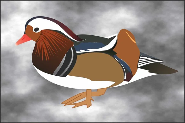 Ördek renkli wild2 — Stok fotoğraf