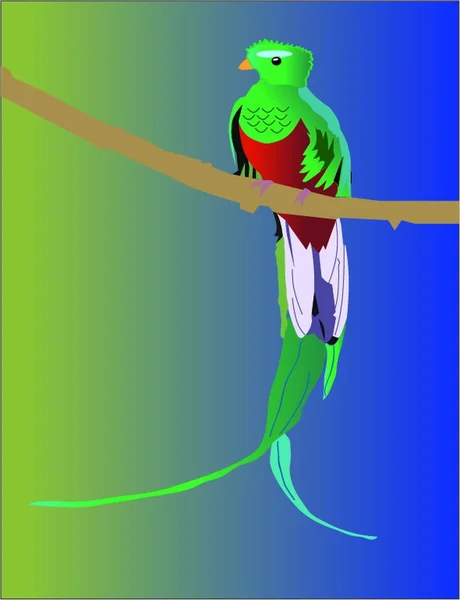 Grün-blauer Vogel — Stockfoto