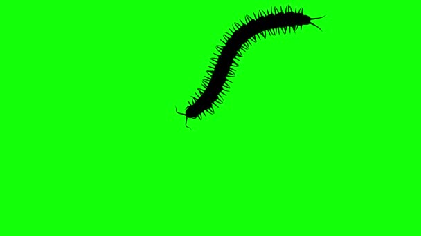 Centipede sur écran vert, silhouette animée 3D, boucle transparente — Video