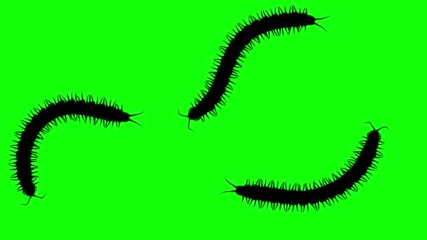 Three centipedes on green screen, CG animated silhouettes, seamless loop — Stock Video