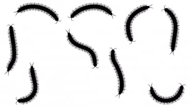 成群的蜈蚣，白色，无缝环 Cg 动画剪影 — 图库视频影像