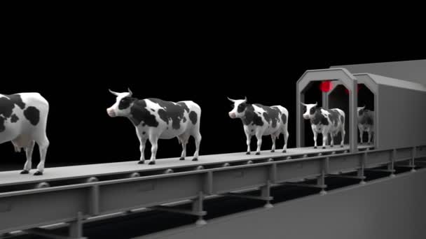 Vacas na correia transportadora — Vídeo de Stock