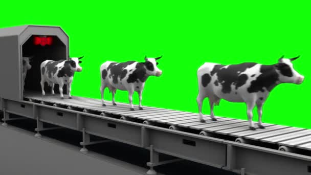 Vacas na correia transportadora — Vídeo de Stock