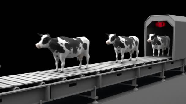 Krávy na dopravní pás