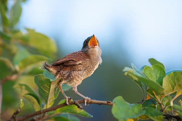 Baby vogel op de tak — Stockfoto